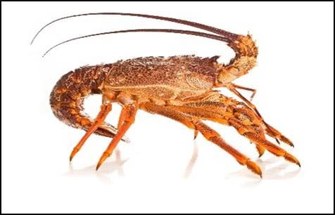 Pic of crayfish
